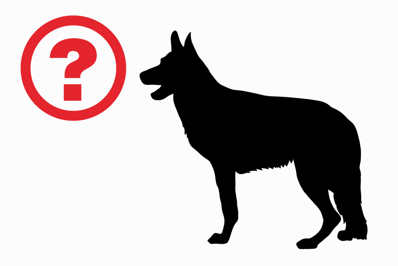 Discovery alert Dog miscegenation Male Servance-Miellin France