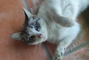 Fundmeldung Katze Weiblich , 1 Jahr Raimonda Portugal