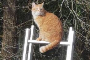 Vermisstmeldung Katze Weiblich , 8 jahre Bayas Frankreich