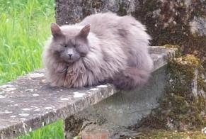 Fundmeldung Katze  Unbekannt Saint-Cyr-sur-Loire Frankreich