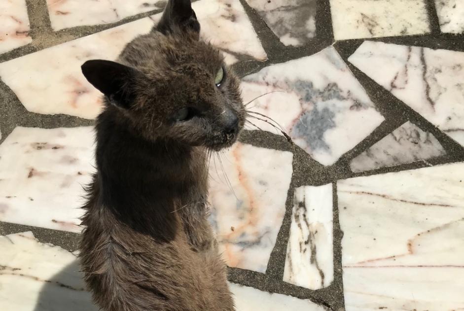 Fundmeldung Katze Unbekannt Santarém Portugal