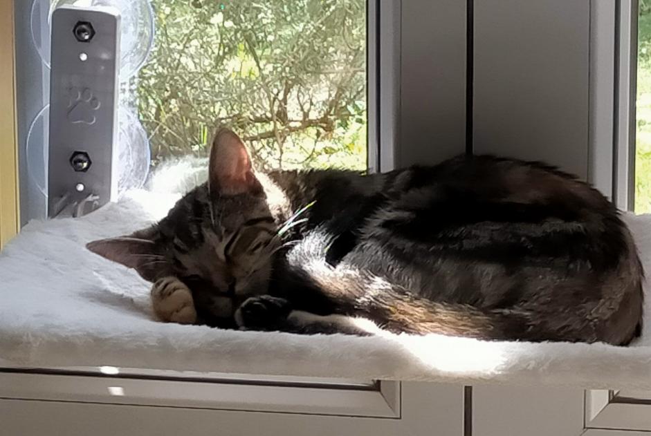 Vermisstmeldung Katze  Weiblich , 1 jahre Soustons Frankreich