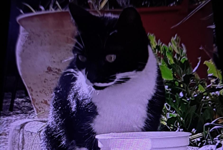 Vermisstmeldung Katze Weiblich , 4 jahre Marseille Frankreich