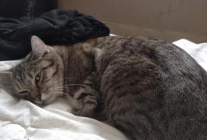Vermisstmeldung Katze Weiblich , 3 jahre Cabourg Frankreich