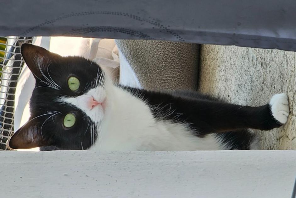 Vermisstmeldung Katze  Weiblich , 4 jahre Saujon Frankreich