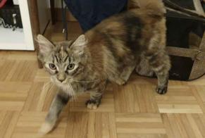 Fundmeldung Katze  Weiblich , Zwischen 9 und 12 Monaten Bardonnex Schweiz