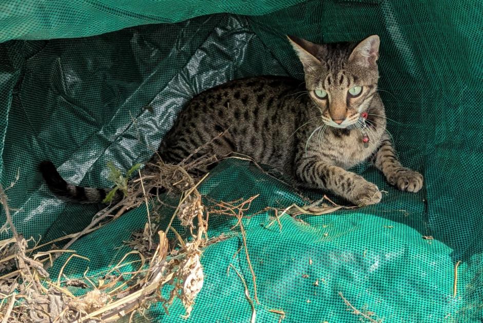 Vermisstmeldung Katze  Männliche , 2 jahre Niouc Schweiz