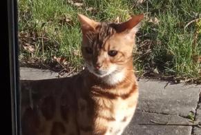 Fundmeldung Katze  Männliche Chaudfontaine Belgien