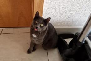Vermisstmeldung Katze Weiblich , 1 jahre Sion Schweiz