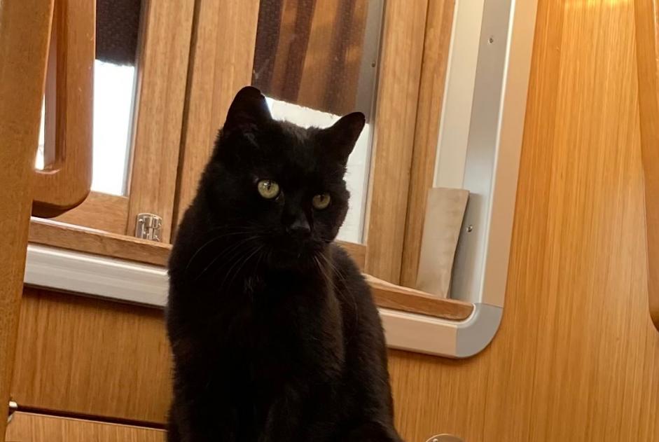 Vermisstmeldung Katze rassenmischung Männliche , 67 jahre La Grande Béroche Schweiz