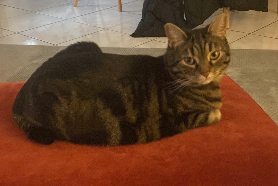 Vermisstmeldung Katze rassenmischung Weiblich , 12 jahre Nyon Schweiz