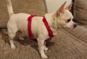 Fundmeldung Hund  Männliche , 2 Jahre Ixelles Belgien