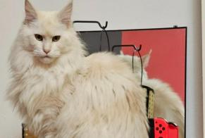 Vermisstmeldung Katze  Weiblich , 2 jahre Theux Belgien