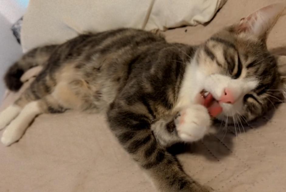 Vermisstmeldung Katze Männliche , 1 jahre Anderlecht Belgien