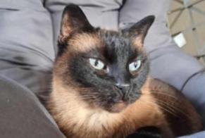 Vermisstmeldung Katze  Männliche , 13 jahre Verviers Belgien