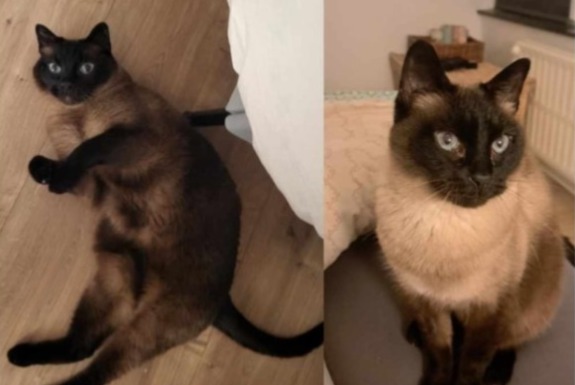 Vermisstmeldung Katze  Männliche , 13 jahre Verviers Belgien