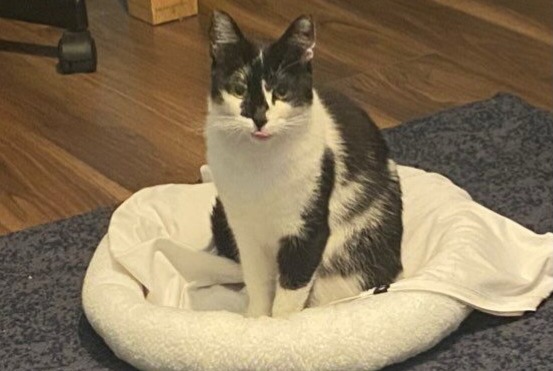 Vermisstmeldung Katze  Weiblich , 4 jahre Eysins Schweiz
