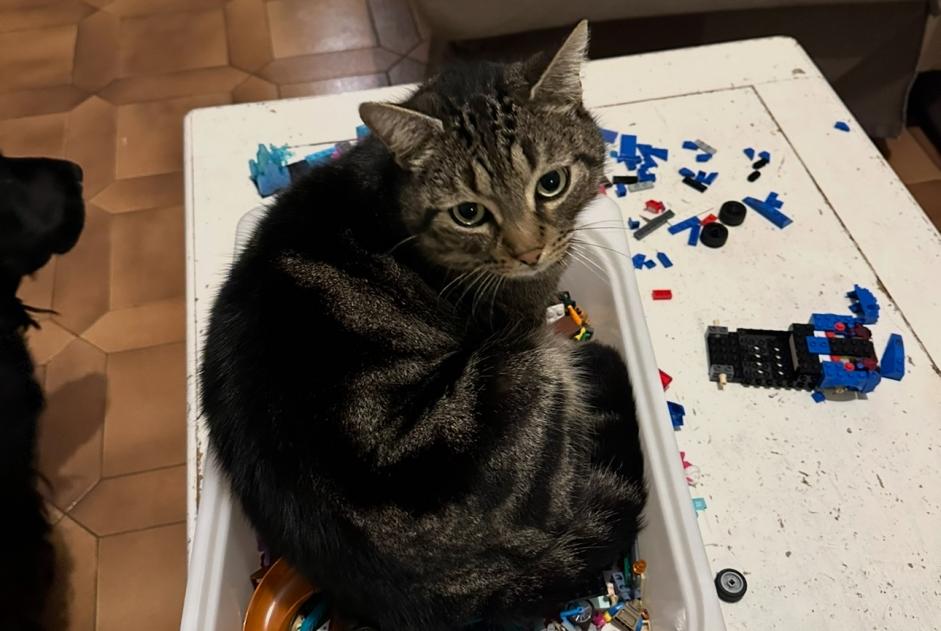 Vermisstmeldung Katze Männliche , 5 jahre Anhée Belgien