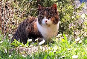 Fundmeldung Katze Unbekannt , 4 Jahre Leytron Schweiz