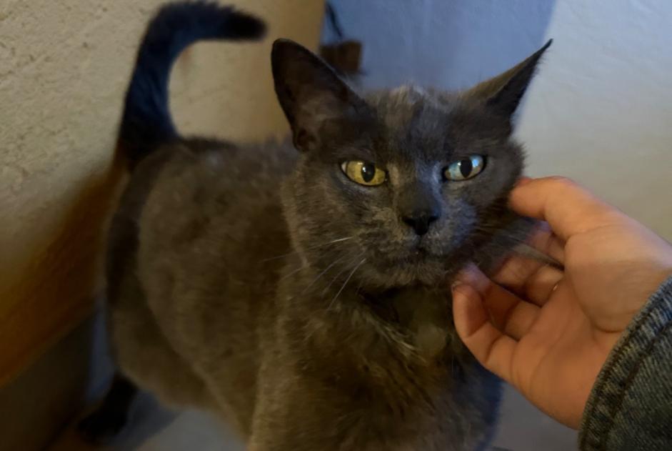 Vermisstmeldung Katze Weiblich , 20 jahre Châtel-Saint-Denis Schweiz