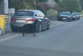 Fundmeldung Hund  Männliche Waremme Belgien