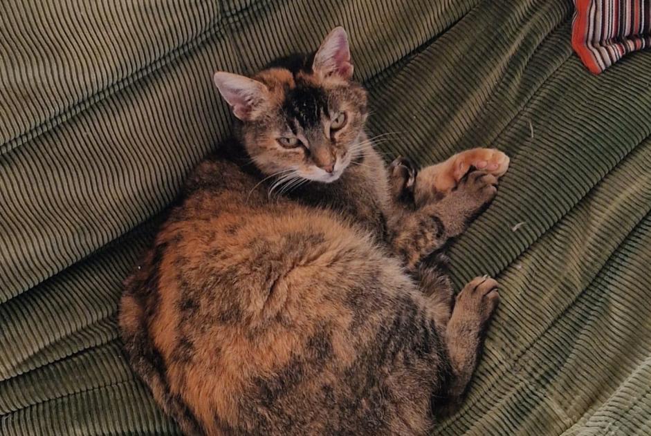 Vermisstmeldung Katze rassenmischung Weiblich , 11 jahre Lovatens Schweiz