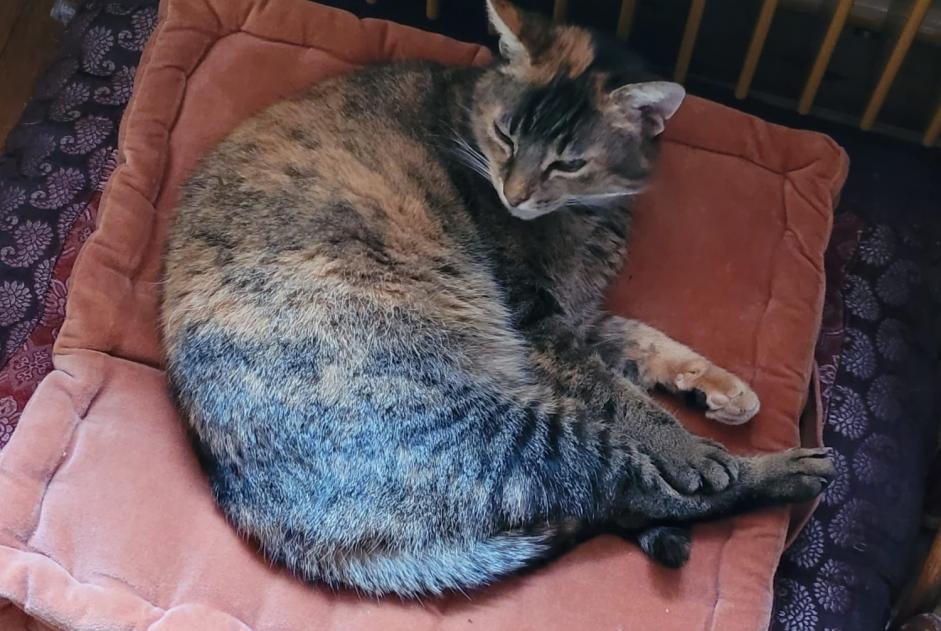 Vermisstmeldung Katze rassenmischung Weiblich , 11 jahre Lovatens Schweiz