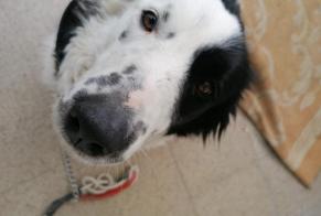 Vermisstmeldung Hund  Weiblich , 6 jahre Lontzen Belgien