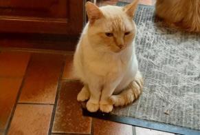 Vermisstmeldung Katze rassenmischung Männliche , 3 jahre Quévy Belgien