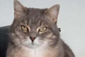 Vermisstmeldung Katze Weiblich , 12 jahre Dinant Belgien
