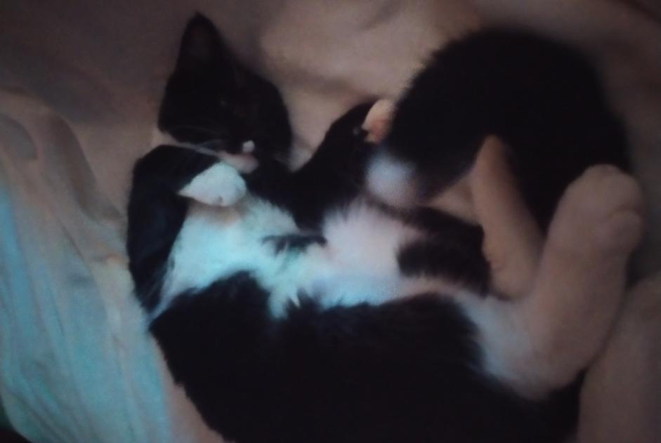 Vermisstmeldung Katze rassenmischung Männliche , 3 jahre La Louvière Belgien
