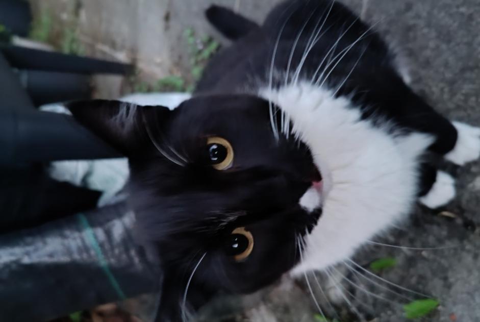 Vermisstmeldung Katze rassenmischung Männliche , 3 jahre La Louvière Belgien