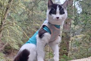Vermisstmeldung Katze rassenmischung Weiblich , 1 jahre Grimisuat Schweiz