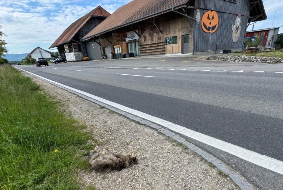 Fundmeldung Katze Unbekannt Gampelen Schweiz