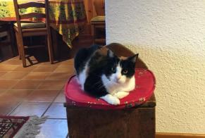 Vermisstmeldung Katze Weiblich , 12 jahre Morges Schweiz