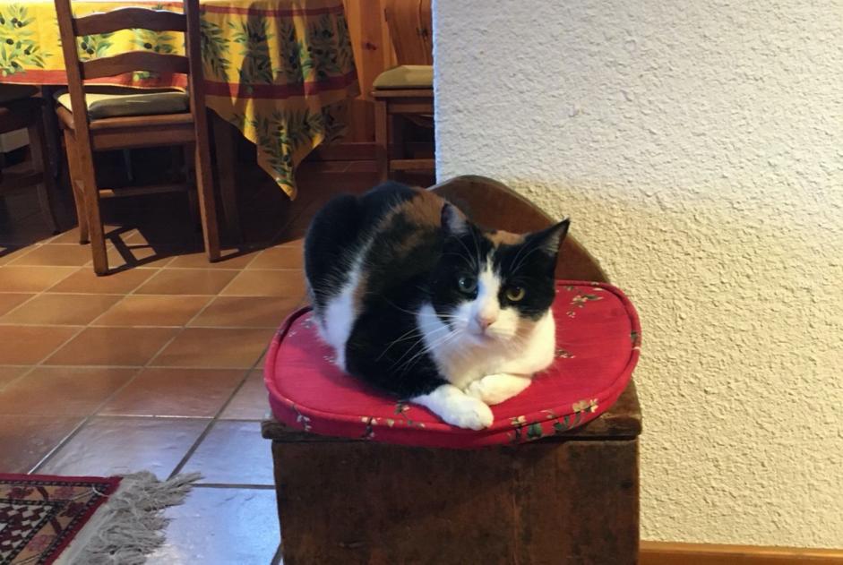 Vermisstmeldung Katze Weiblich , 12 jahre Morges Schweiz