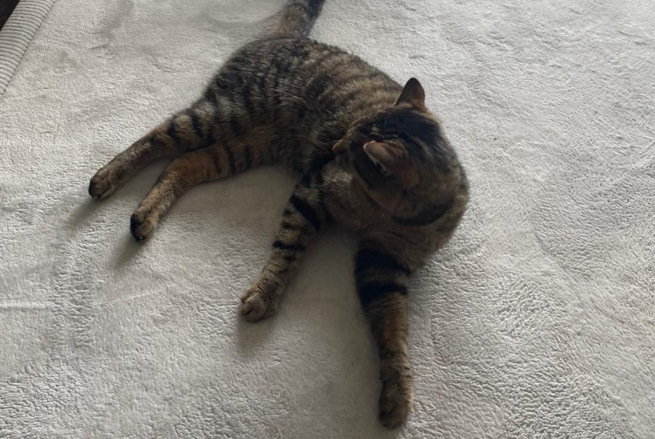 Vermisstmeldung Katze  Weiblich , 3 jahre Valbirse Schweiz