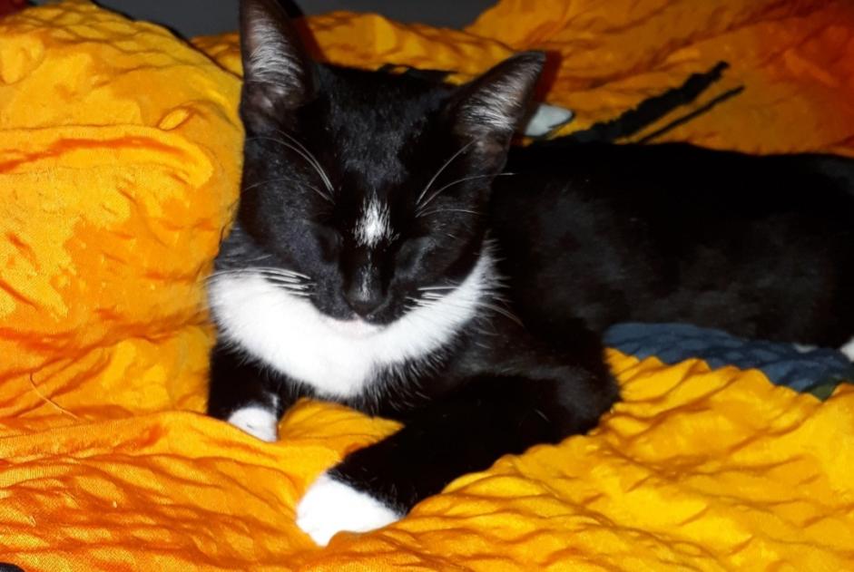 Vermisstmeldung Katze rassenmischung Weiblich , 8 jahre Tolochenaz Schweiz