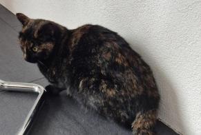 Vermisstmeldung Katze Weiblich , 2 jahre Muntelier Schweiz