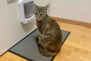 Vermisstmeldung Katze Weiblich , 2 jahre Milvignes Schweiz