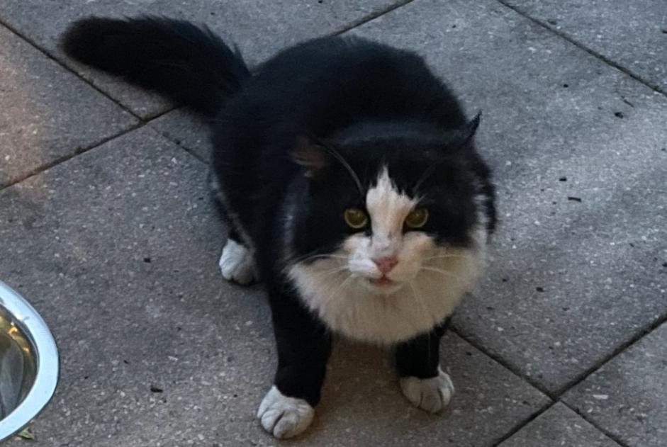 Fundmeldung Katze Unbekannt Forel (Lavaux) Schweiz