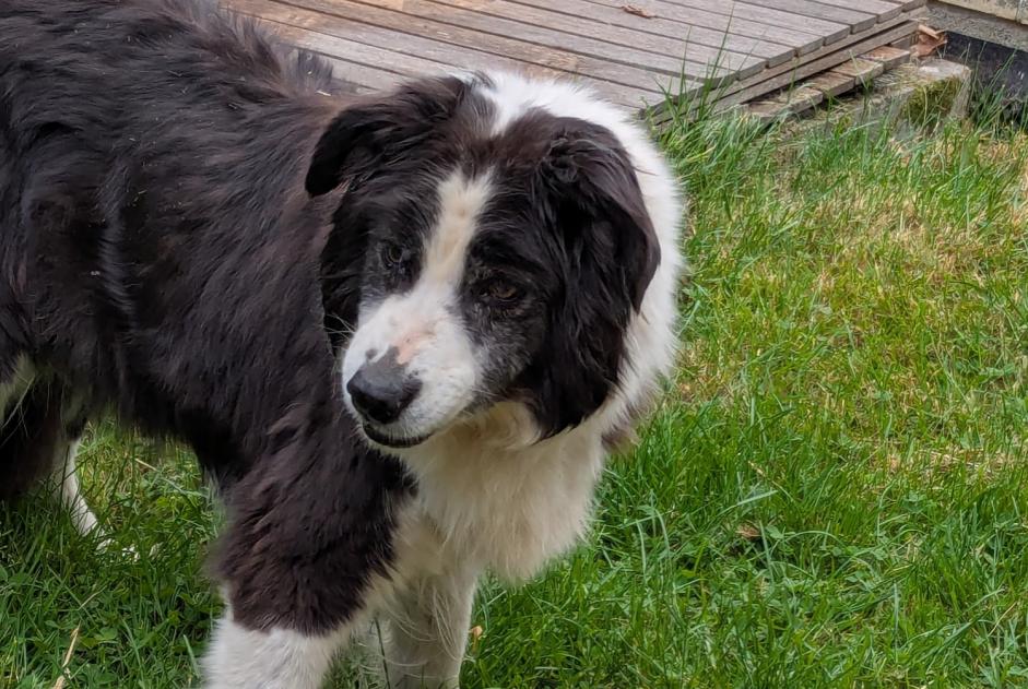 Fundmeldung Hund  Unbekannt Villers-le-Bouillet Belgien