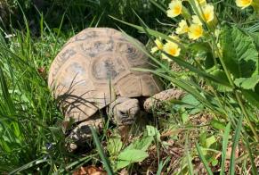 Vermisstmeldung Schildkröte Weiblich , 2025 jahre Chernex Schweiz