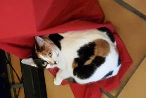 Disappearance alert Cat miscegenation Female , 7 years Clairac France