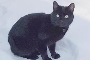 Disappearance alert Cat Male , 4 years Lasne Belgium