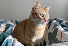 Disappearance alert Cat Female , 6 years Saint-Maur-des-Fossés France