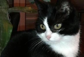Disappearance alert Cat miscegenation Female , 11 years Charleroi Belgium