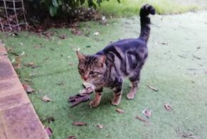 Discovery alert Cat Male Casseneuil France