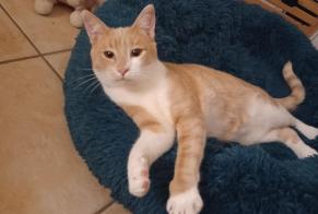 Disappearance alert Cat Male , 2 years Erquery France