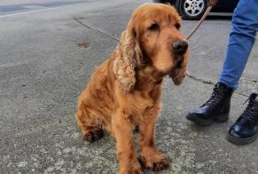 Discovery alert Dog  Male Rambervillers France